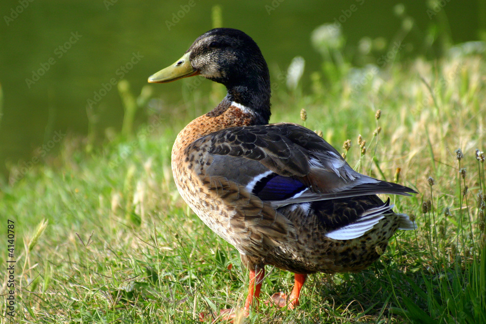 Mallard Mallard