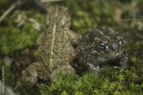 natterjack toads © martin1985