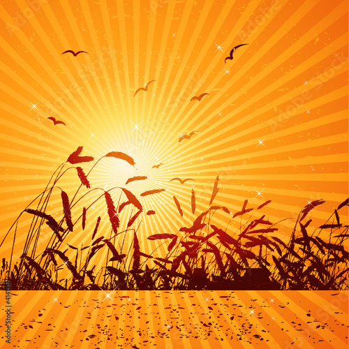 Field of wheat, vector