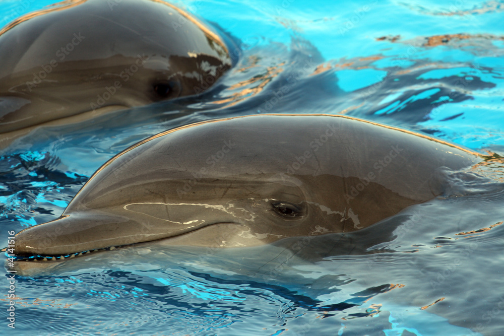 Fototapeta premium dolphin smile