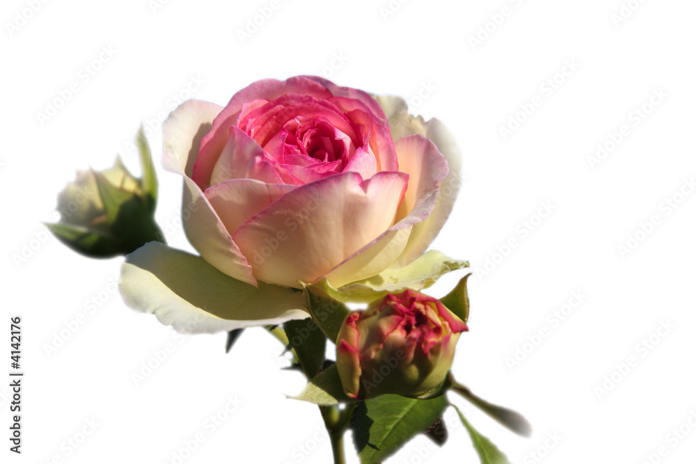 Fototapeta premium rose anglaise