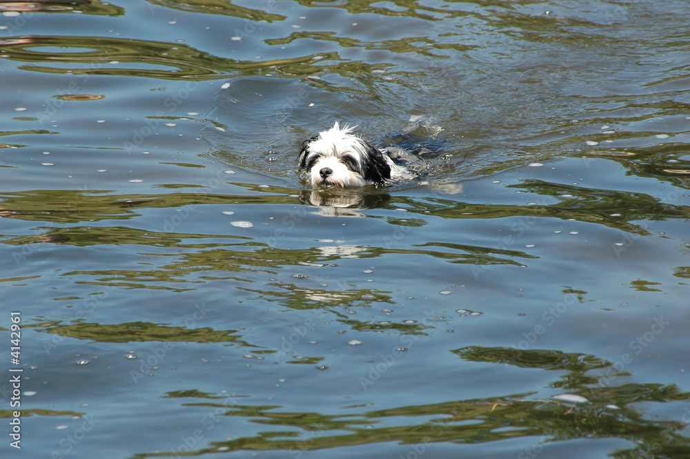 Fototapeta premium Puppy Swimming