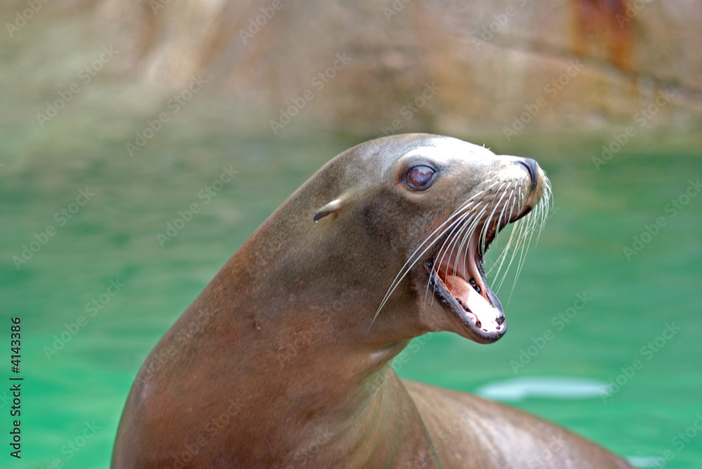 Fototapeta premium sea lion