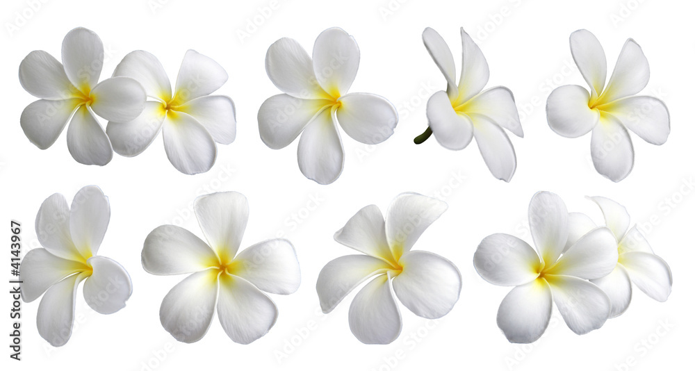 Lot de fleurs de frangipanier