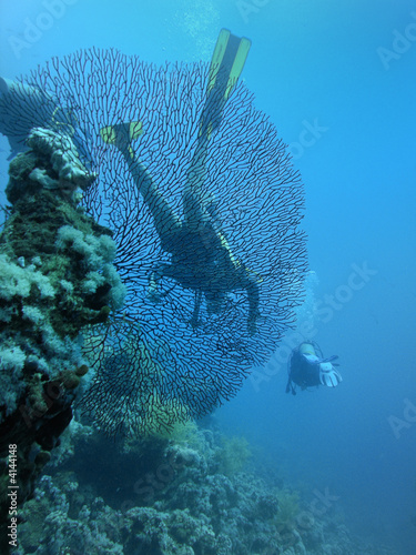 Divers behind of large horny coral photo