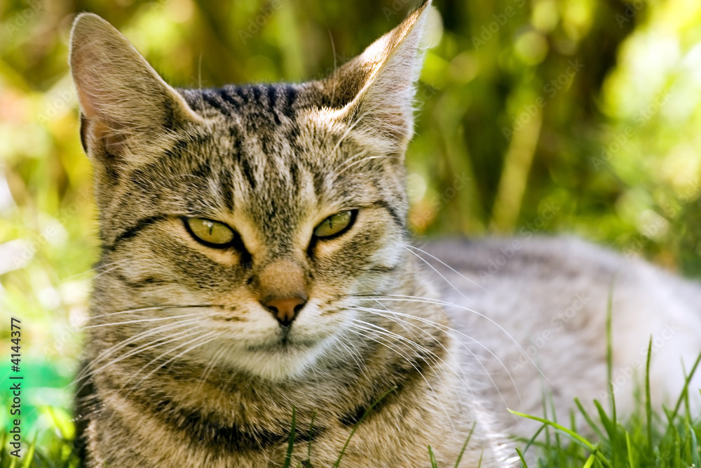 Obraz premium Cat