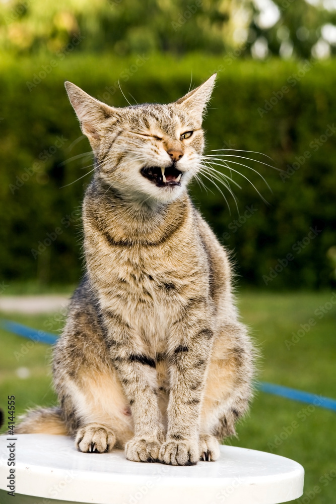 Obraz premium Cat