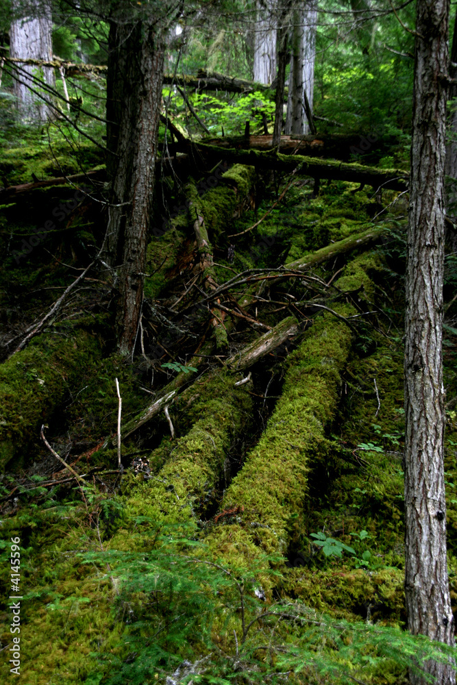 Fototapeta premium Mount Robson Provincial Park