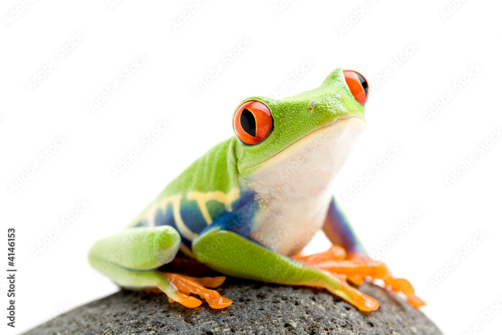 Naklejka premium frog on a rock