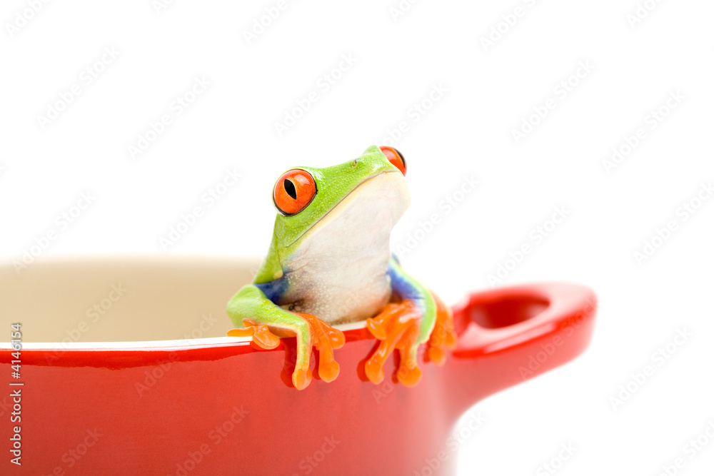 Naklejka premium frog looking out of pot