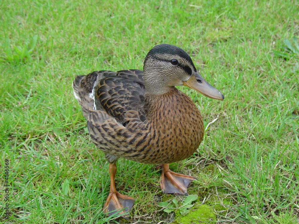 Duck in the grass Duck in the grass