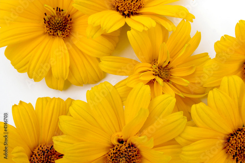 yellow Sunflower petals closeup