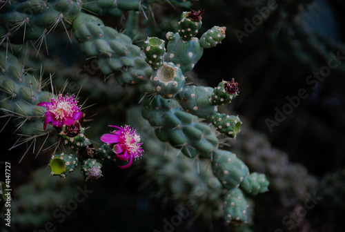 Jumping cactus Flower