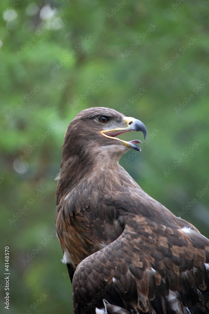 Fototapeta premium Eagle