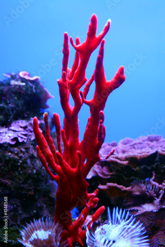 corail rouge