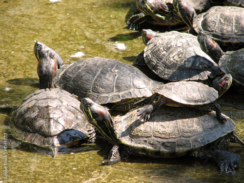 turtles photo