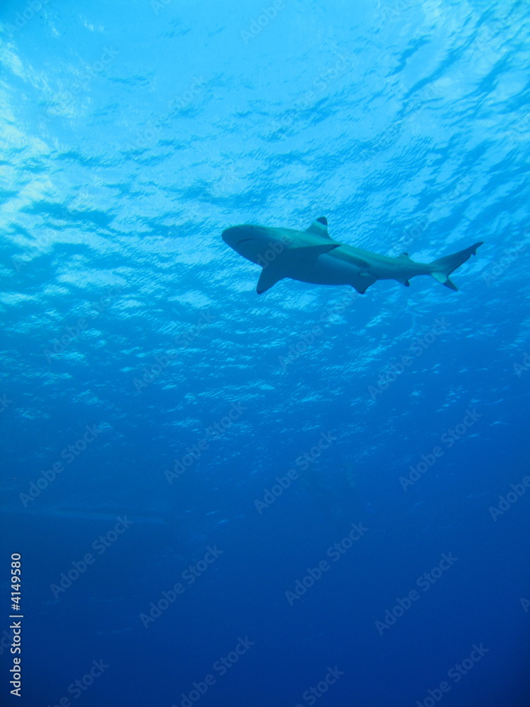 Obraz premium Tiburon en Bora Bora