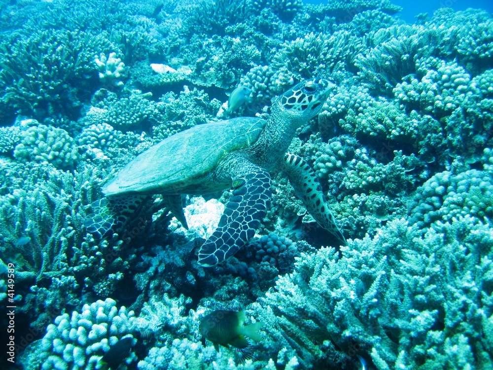 Fototapeta premium Tortuga en Moorea