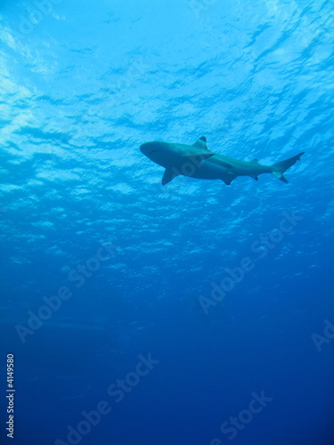 Tiburon en Bora Bora
