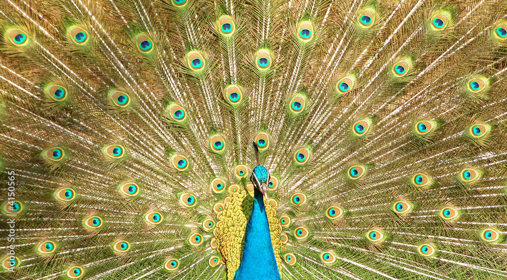 Fototapeta premium Pfau1