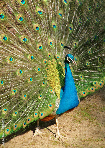 Pfau2 photo