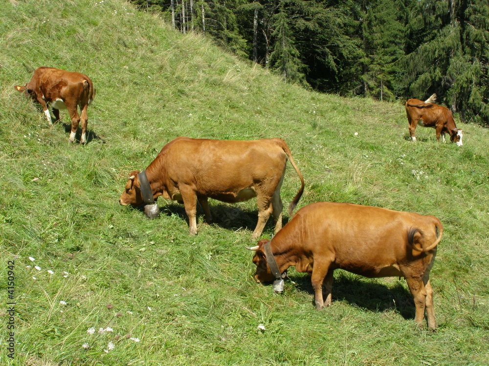 vaches en alpages vaches en alpages