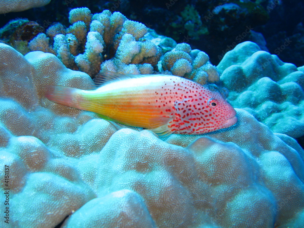 Obraz premium Pez descansando