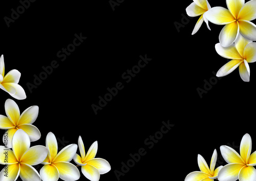 Composition de fleurs de frangipanier