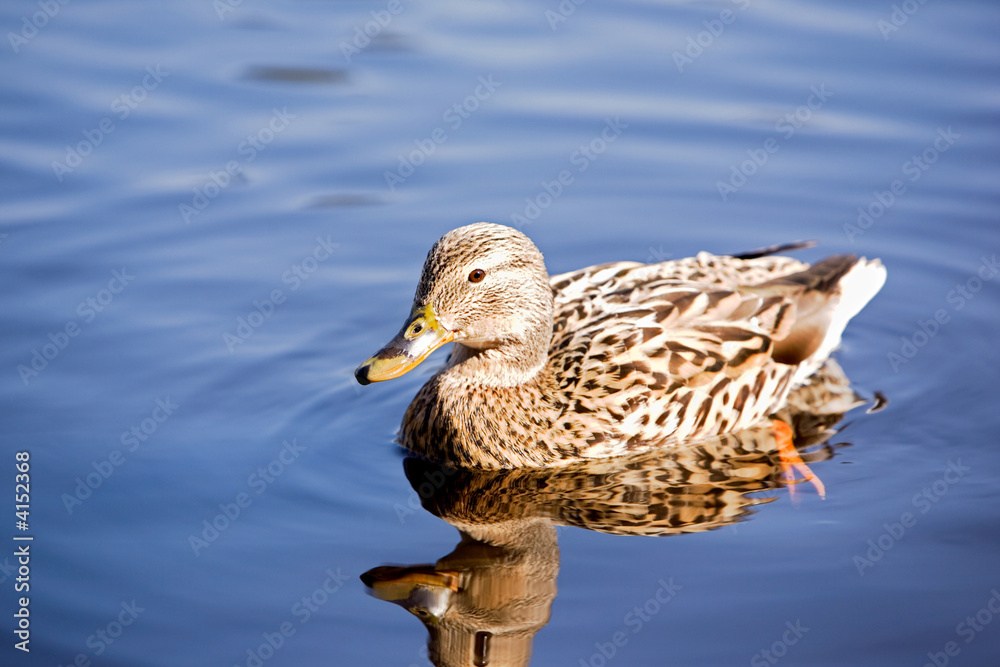 Fototapeta premium Female Mallard Duck