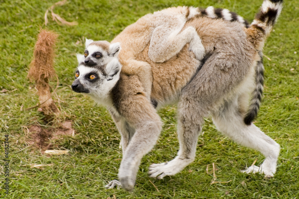 Lemur Lemur