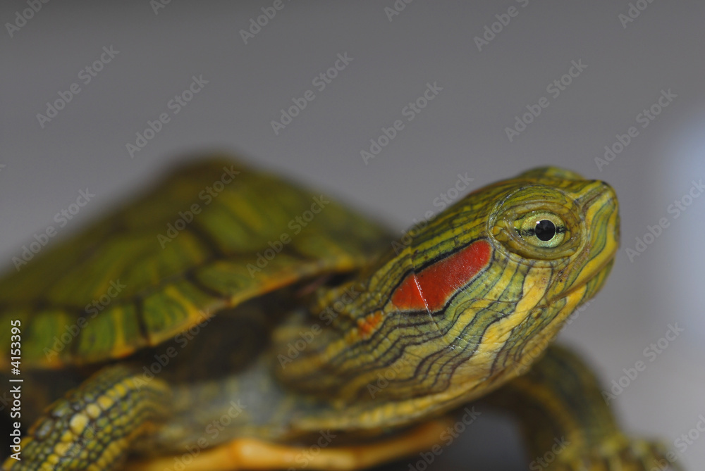 Obraz premium Red-eared Slider