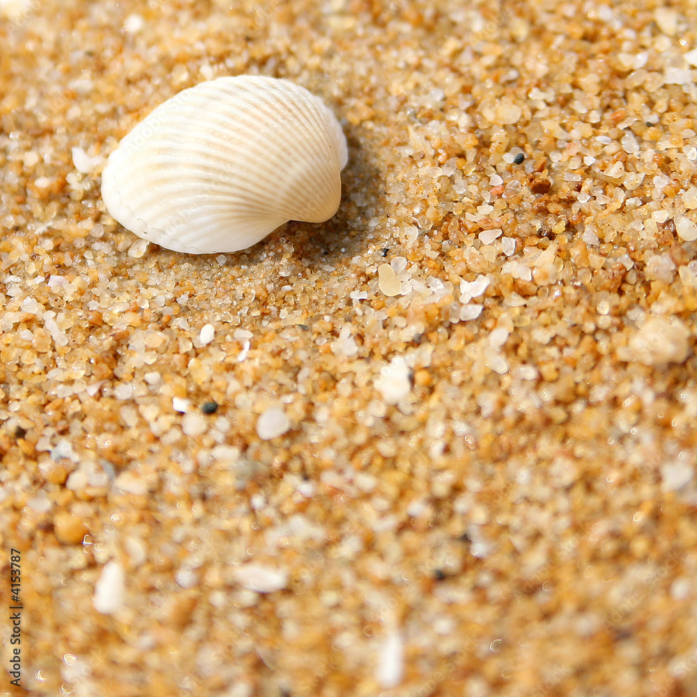 coquillage sur le sable coquillage sur le sable