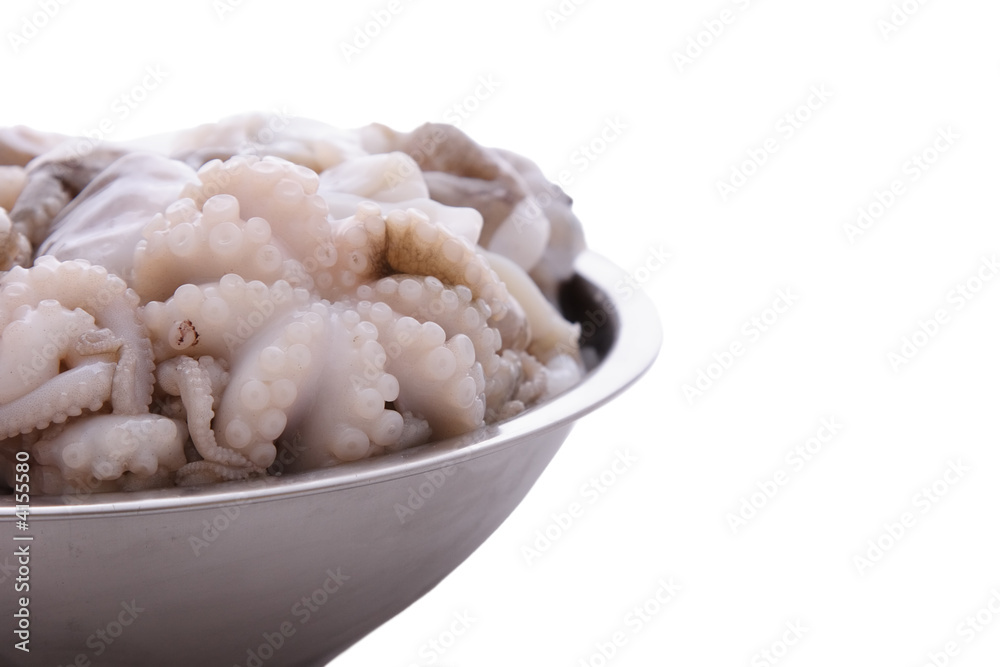 Octopus Octopus