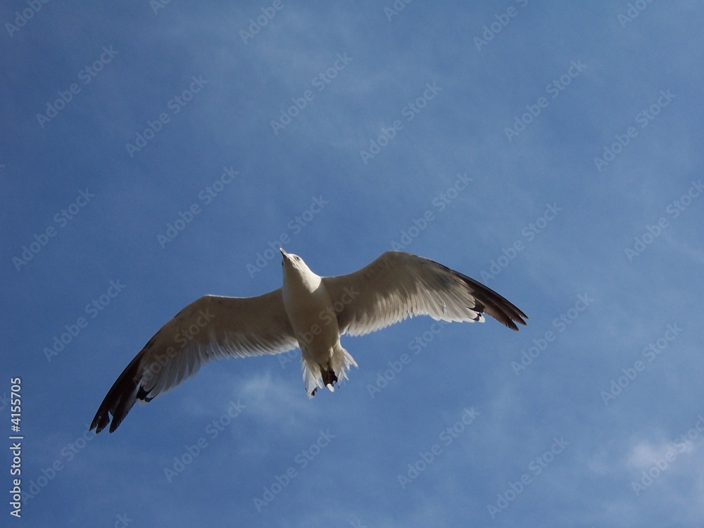 Fototapeta premium Sea gall
