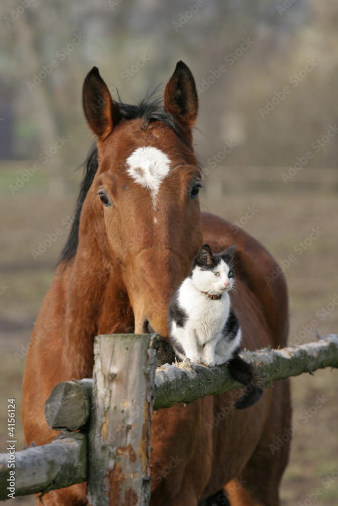 Obraz premium Dicke Freunde