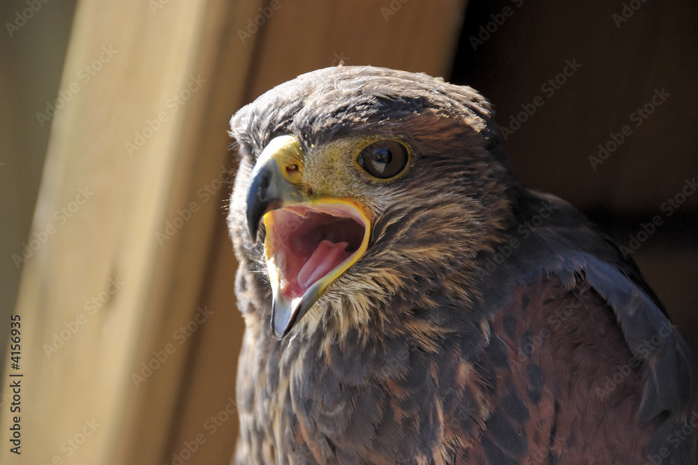 Fototapeta premium rapace2