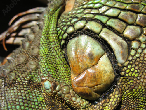écailles et crête de l'iguane © Patrick Hemdé