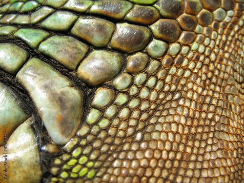 détail des écaille de la machoire d'un iguane