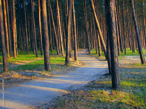 forest