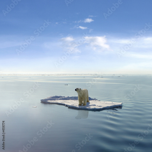 The last Polar Bear