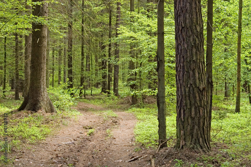 Ground road leading into spring forest Ground road leading into spring forest