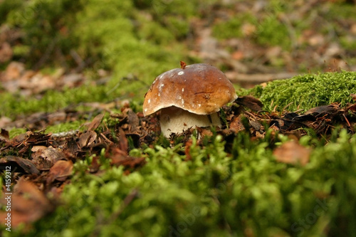 Photo mushroom (Boletus edulis) in the forest