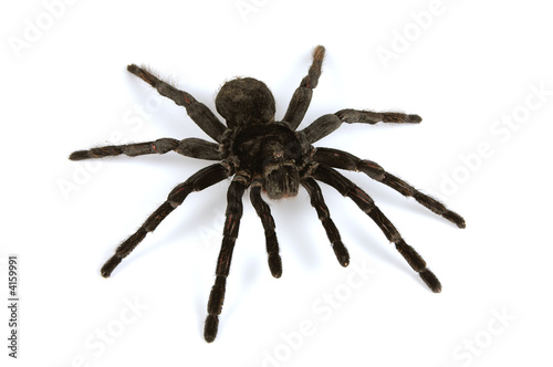 Black tarantula