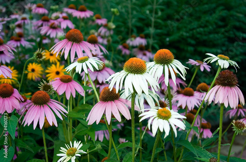 Echinacea purpurea