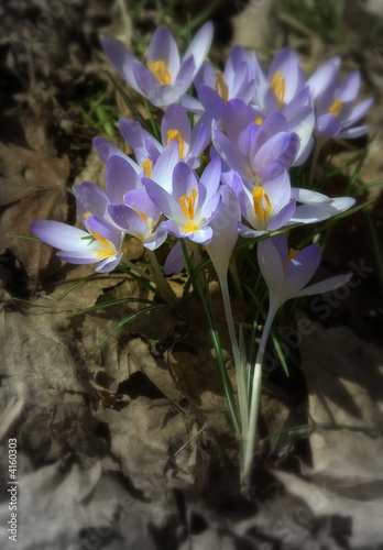 Crocus