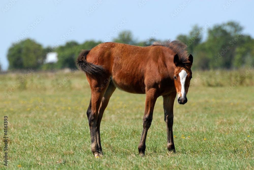 Fototapeta premium poulain bai dans une prairie