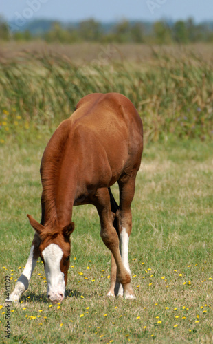 poulain broutant dans une prairie