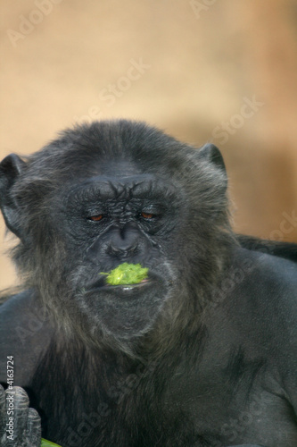 chimpanzee eating grass