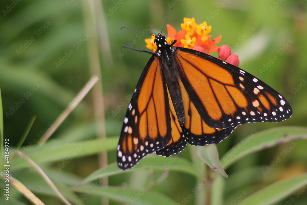 Monarch butterfly 2 Monarch butterfly 2