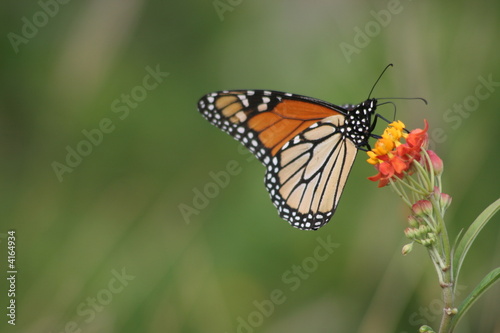 Monarch butterfly 3